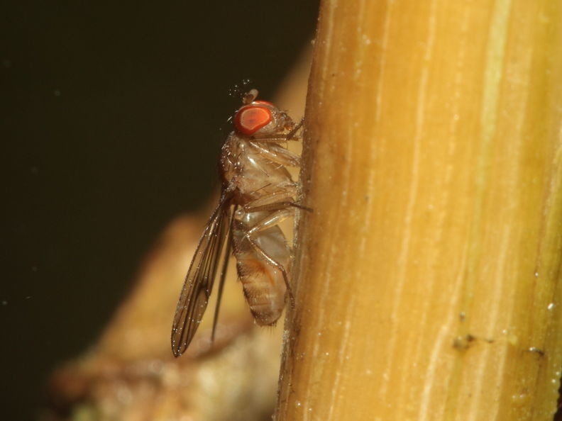 Drosophila larifuga Hapapa 9593