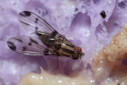 Drosophila macrothrix Olaa 3544