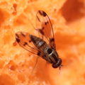 Drosophila macrothrix Olaa 7141