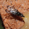 Drosophila melanocephala Waikamoi 6926