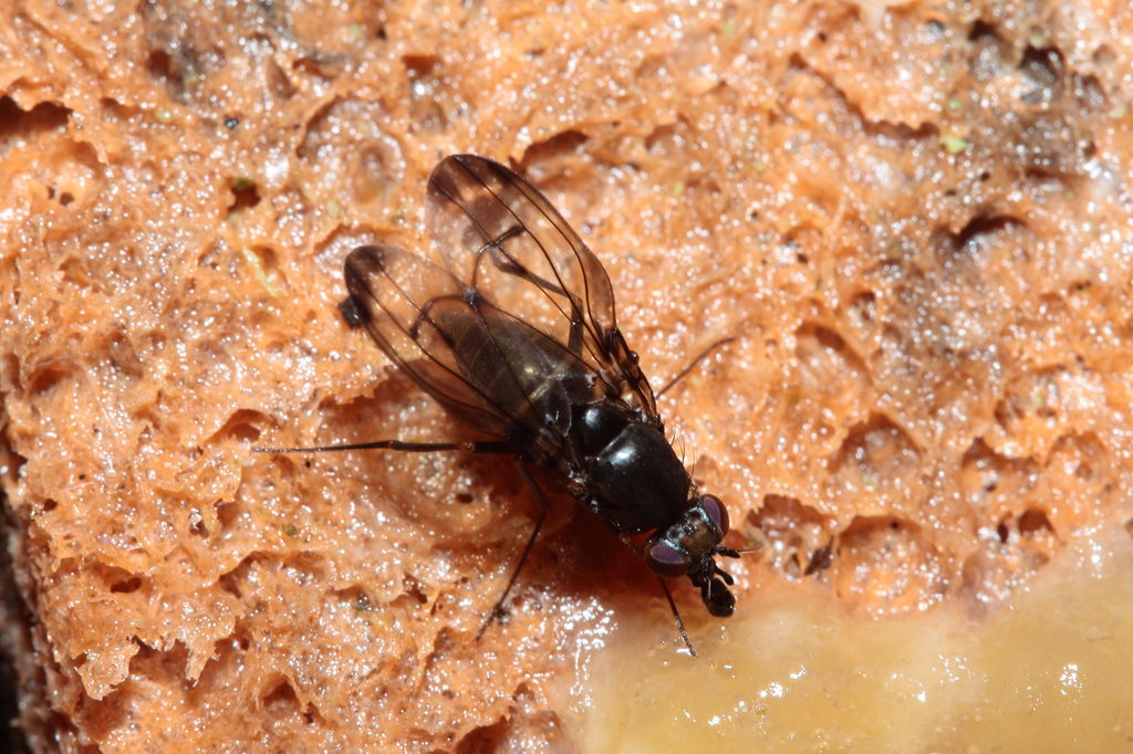 Drosophila melanocephala Waikamoi 6929