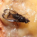 Drosophila melanocephala Waikamoi 6937