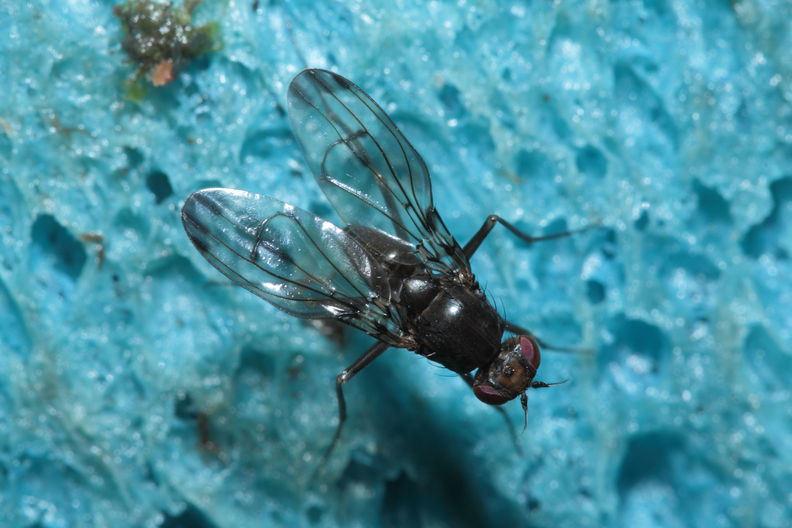 Drosophila melanocephala Waikamoi 6938.jpg