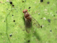 Drosophila micromyia Mahanaloa 5730