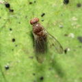Drosophila micromyia Mahanaloa 5730.jpg