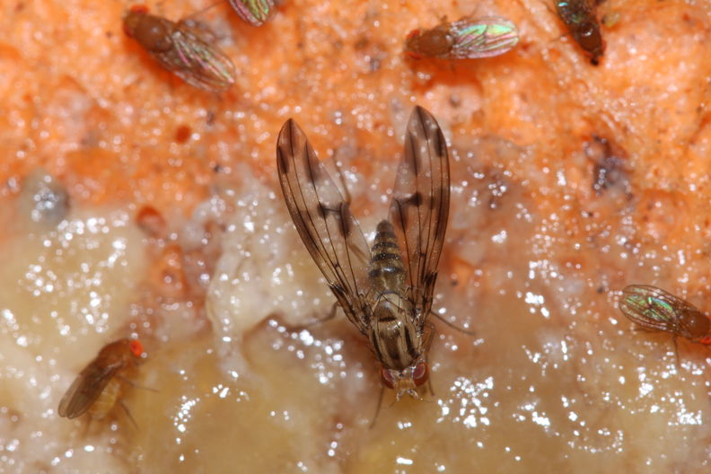 Drosophila moli Nuuanu 0625.jpg