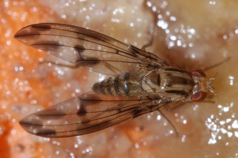 Drosophila moli Nuuanu 0625b