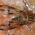 Drosophila moli Nuuanu 0625b.jpg