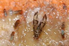 Drosophila moli Nuuanu 0626