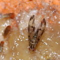 Drosophila moli Nuuanu 0626.jpg
