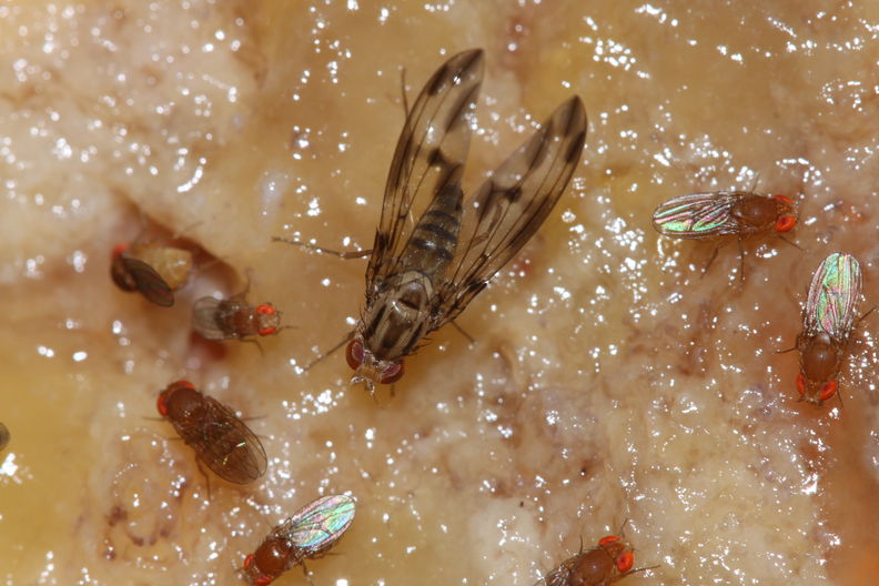 Drosophila moli Nuuanu 0628.jpg