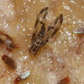 Drosophila moli Nuuanu 0628