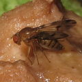 Drosophila montgomeryi Hapapa 4435