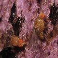 Drosophila montgomeryi Hapapa 4437
