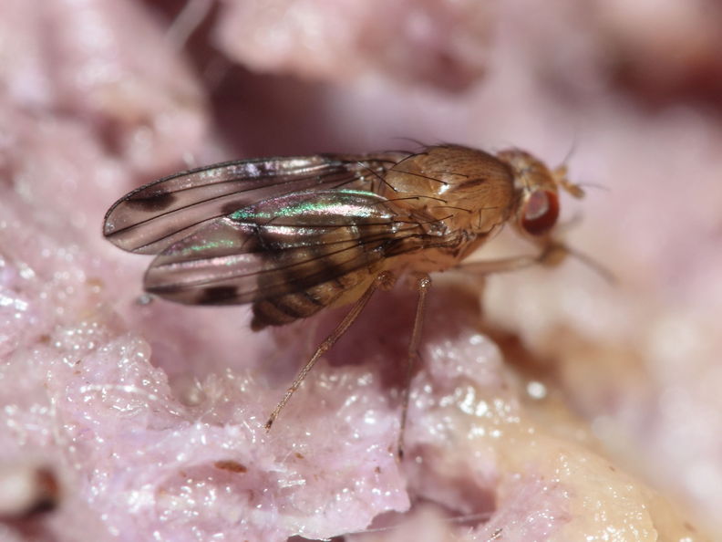 Drosophila montgomeryi Hapapa 4475.jpg