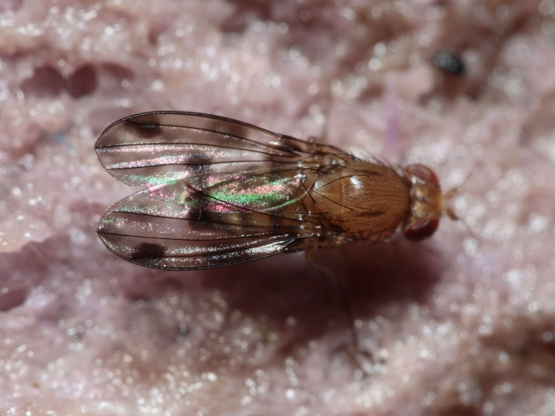 Drosophila montgomeryi Hapapa 4484.jpg