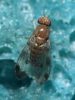 Drosophila montgomeryi Hapapa 4485