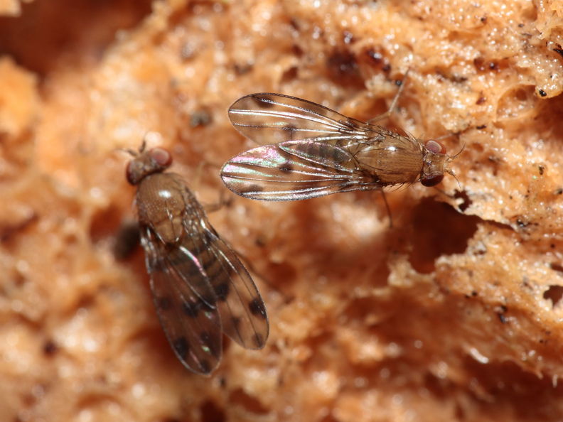Drosophila montgomeryi Hapapa 4583.jpg