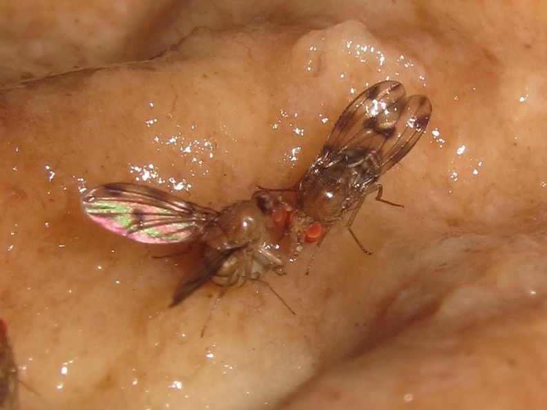 Drosophila montgomeryi Hapapa 4814.jpg