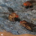 Drosophila montgomeryi Hapapa 4819.jpg