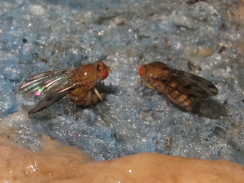 Drosophila montgomeryi Hapapa 4820.jpg