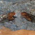 Drosophila montgomeryi Hapapa 4820