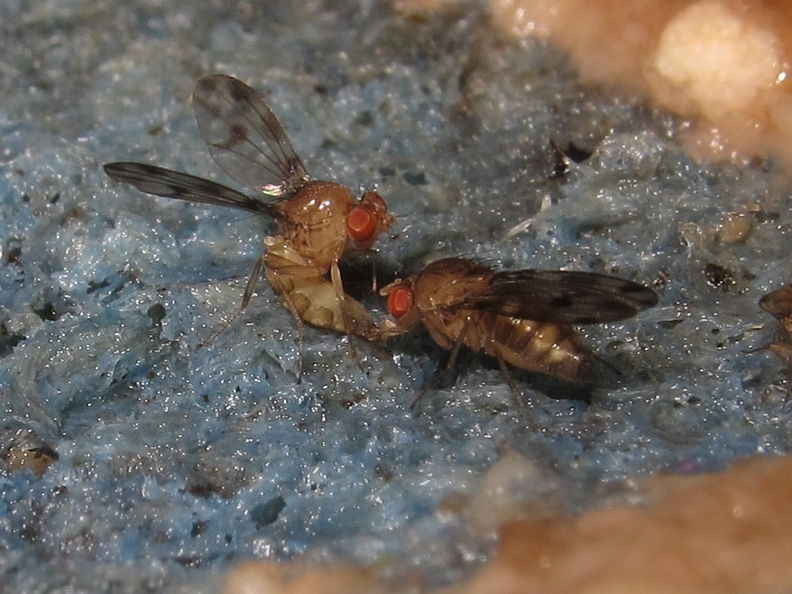 Drosophila montgomeryi Hapapa 4821.jpg