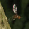 Drosophila montgomeryi Hapapa 5225