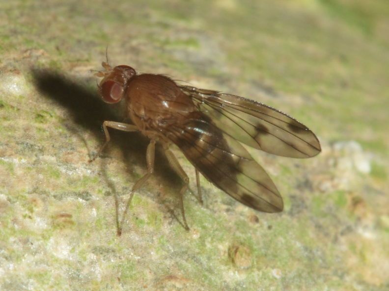 Drosophila montgomeryi Kaluaa 0892.jpg