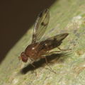 Drosophila montgomeryi Kaluaa 0894