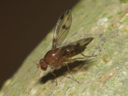 Drosophila montgomeryi Kaluaa 0894