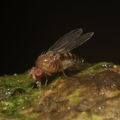 Drosophila montgomeryi Kaluaa 0896