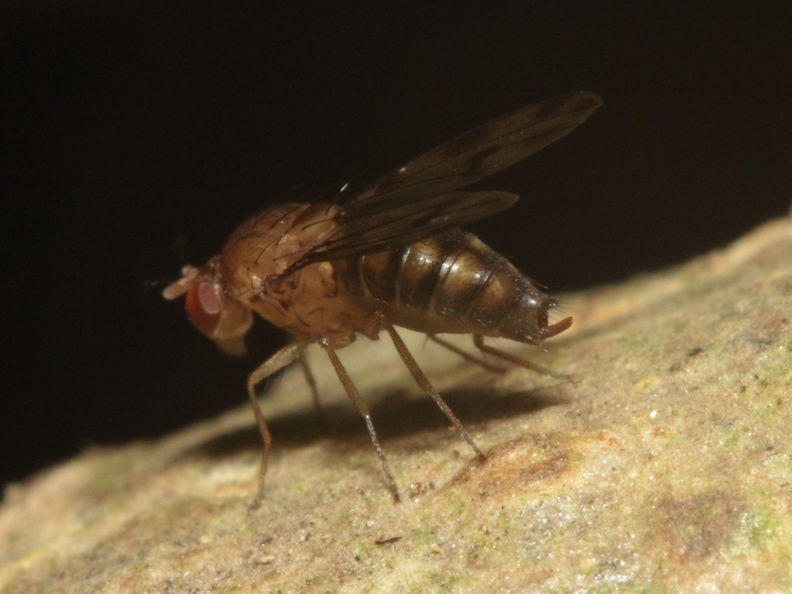 Drosophila montgomeryi Kaluaa 0898.jpg