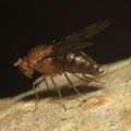 Drosophila montgomeryi Kaluaa 0898