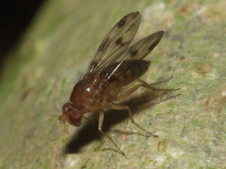 Drosophila montgomeryi Kaluaa 0900.jpg