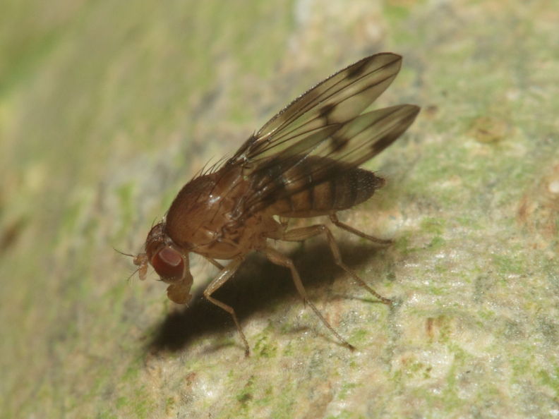 Drosophila montgomeryi Kaluaa 0901