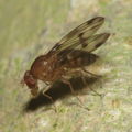 Drosophila montgomeryi Kaluaa 0901