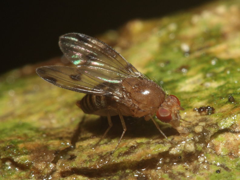Drosophila montgomeryi Kaluaa 0907.jpg