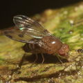 Drosophila montgomeryi Kaluaa 0907