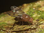 Drosophila montgomeryi Kaluaa 0907