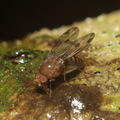 Drosophila montgomeryi Kaluaa 0909