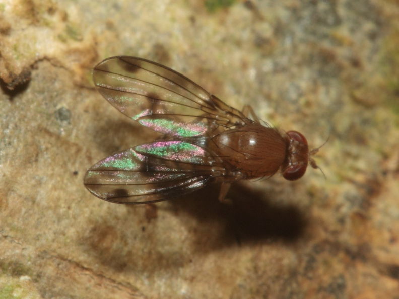 Drosophila montgomeryi Kaluaa 0914.jpg