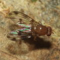 Drosophila montgomeryi Kaluaa 0914