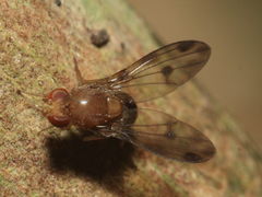 Drosophila montgomeryi Kaluaa 0917