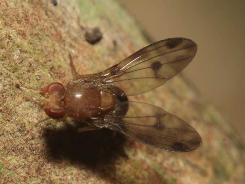 Drosophila montgomeryi Kaluaa 0917.jpg