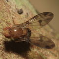 Drosophila montgomeryi Kaluaa 0917