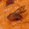 Drosophila montgomeryi Kaluaa 4652