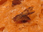 Drosophila montgomeryi Kaluaa 4652