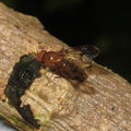 Drosophila montgomeryi Kaluaa 4664