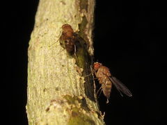 Drosophila montgomeryi Kaluaa 4673